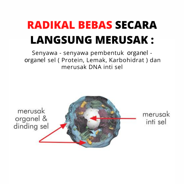Radikal Bebas